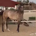 بوني فحل معسوف