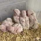 عرررض حريقة فروخ روز يا بلاش (تم البيع)