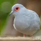 10 اجواز حمام يمام ماسي تفريد او جمله