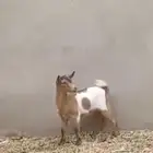 جفره قزميه