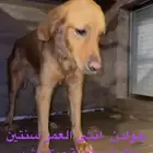 كلبه جولدن للتبني بجده فقط
