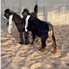 2 تيوس عوارض