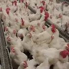 دجاج امهات لاحم
