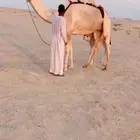 خلفه سودانيه هجن سابق بيدها للبيع