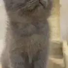 سكوتش فولد كتن شهرين ذكر