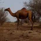 للبيع بكره لقحه 7شهور