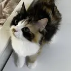 قطط للتبني