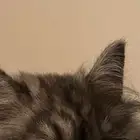قطط