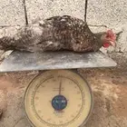 ديوك تركي جروم كبار ماشاءالله