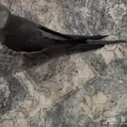 كروان مفقود ضايع له ساعة لونه اسود وابيض