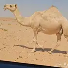 لقحه طيبه