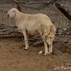 طلي مشروط ضراب ومشروط مالطيه السن ثني