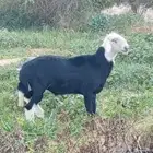 نجدي ثني للبيع