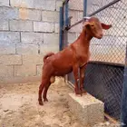 كلهاري تم البيع
