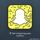 قطط طيرر سلاحف اسماك زينه مستلزمات