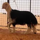 جذع نجدي صنف (مشروع فحل) (((تم البيييع)))