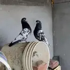 حمام باكستاني