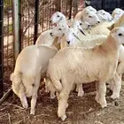 اضاحي من الطائف للبيع اسعار طيبه .