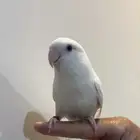 للبيع روز ذكر