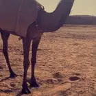 عشراء وضحئ وضروبتين مجهم ووصفراء