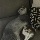 قط سكوتش للبيع