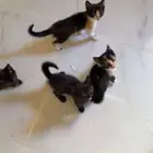 قطط بعمر 3 شهور