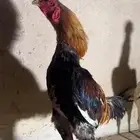 للبيع ديك شامو يباني ودجاجه منتج