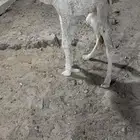 حوارضيار كفو