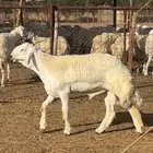 مشروع فحل ( فاخر معرف )