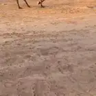 ناقه مجهم بنت بعير ابن حفيظ