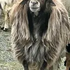 خروف فل شحم