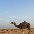 عشرا طيبه