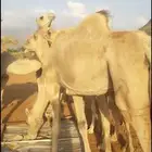 ابل نياق للبيع