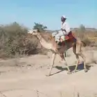 قعود ركبي لقي