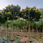 لبيع نخل واشنطنيا زينه