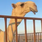 بعير كحيلاني ولد المسكت الطهيمي رباع