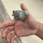 ببغاء روز صغير للبيع