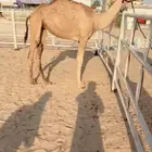 حقه على جلمود عبيد سلمان الدوسري