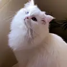 قطه للبيع شيرازي