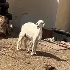 شاه عليها خروف
