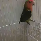 ذكر روز ( جاهز للإنتاج )