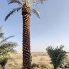 نخيل عربي واشنطني