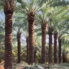 يوجدلدينا جميع انواع أنخيل للبيع