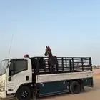 دينا طابقين بيشه