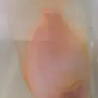 سمك ببغاء برتقالي للبيع