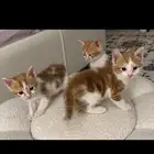 قطط للتبني