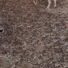 للبيع شاه دافع طيبه