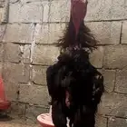 زوج شامو الماني فاخر