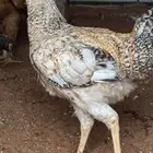 ديوك تركي جروم كبار ماشاءالله