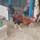 دجاج ترثه اصيل